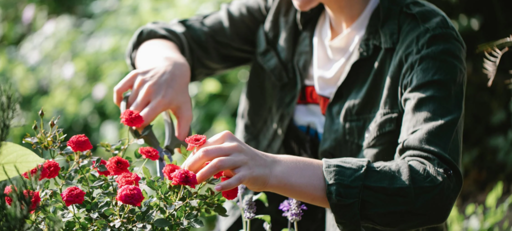 Mattarollo Tree and Landscape photo 6