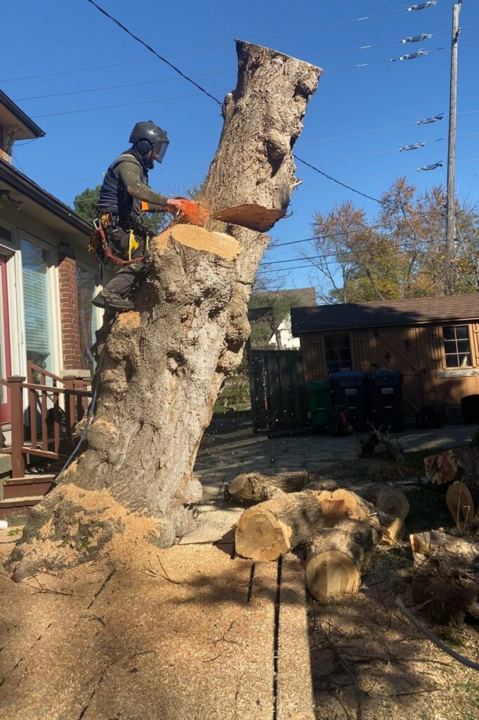 Mattarollo Tree and Landscape photo 2